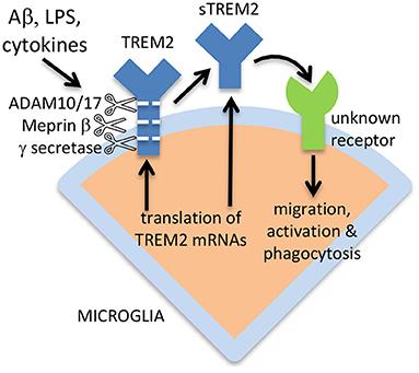 Does Soluble TREM2 Protect Against Alzheimer's Disease?